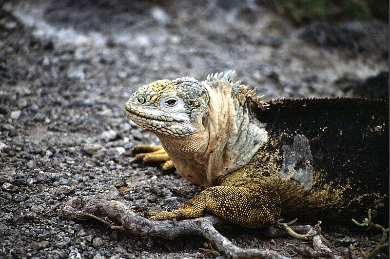 Gelbe Echse - Galapagos